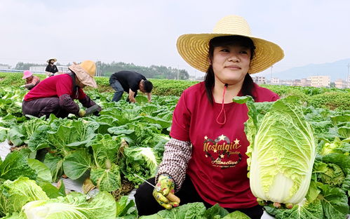 平桂區稻菜輪作基地春菜豐收 新鮮蔬菜供不應求